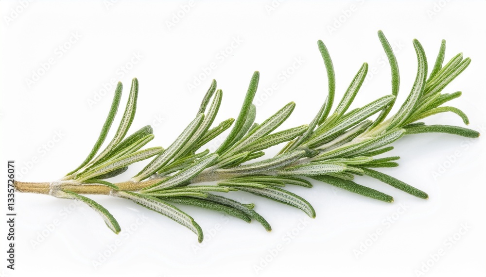 Fototapeta premium Fresh Rosemary Sprig