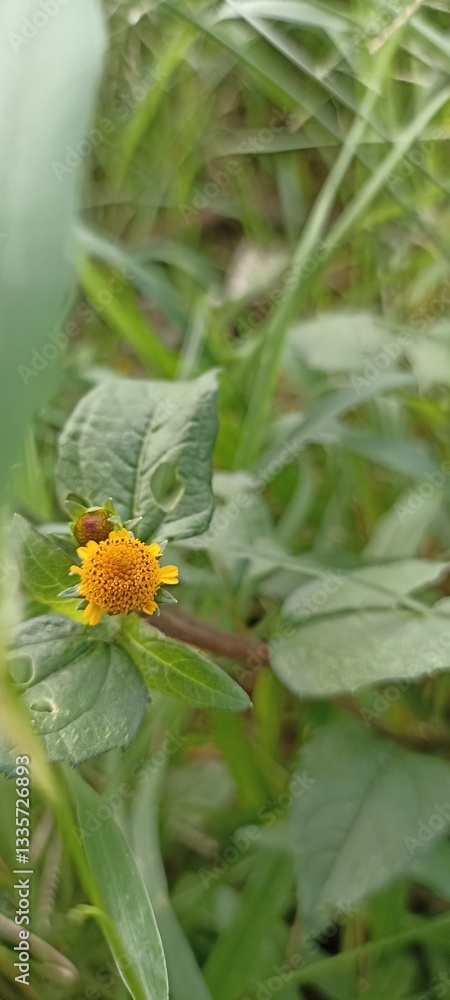 butterfly on a flower butterfly on a flower