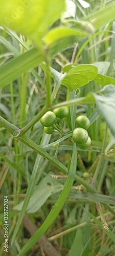 young green beans