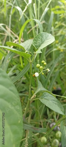 green tea leaves