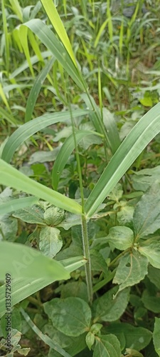 fresh green grass