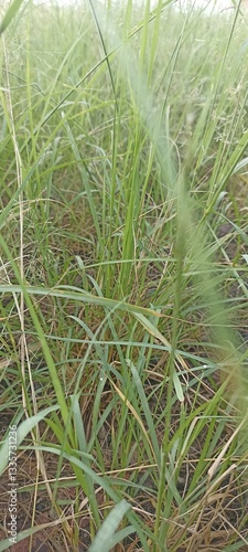 green grass in the wind