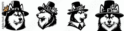 Siberian Husky Dog wear pilgrim hat in thanksgiving 0805 2438 vector illustration a cute fluffy dog enjoying autumn harvest festival
