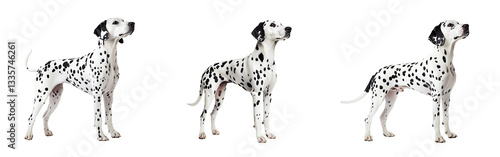 Wallpaper Mural Set of Dalmatian standing in profile showcasing its iconic black-and-white spots isolated on a white or transparent background. Torontodigital.ca