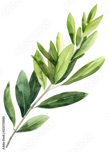 PNG Olive leaf annonaceae herbal herbs.