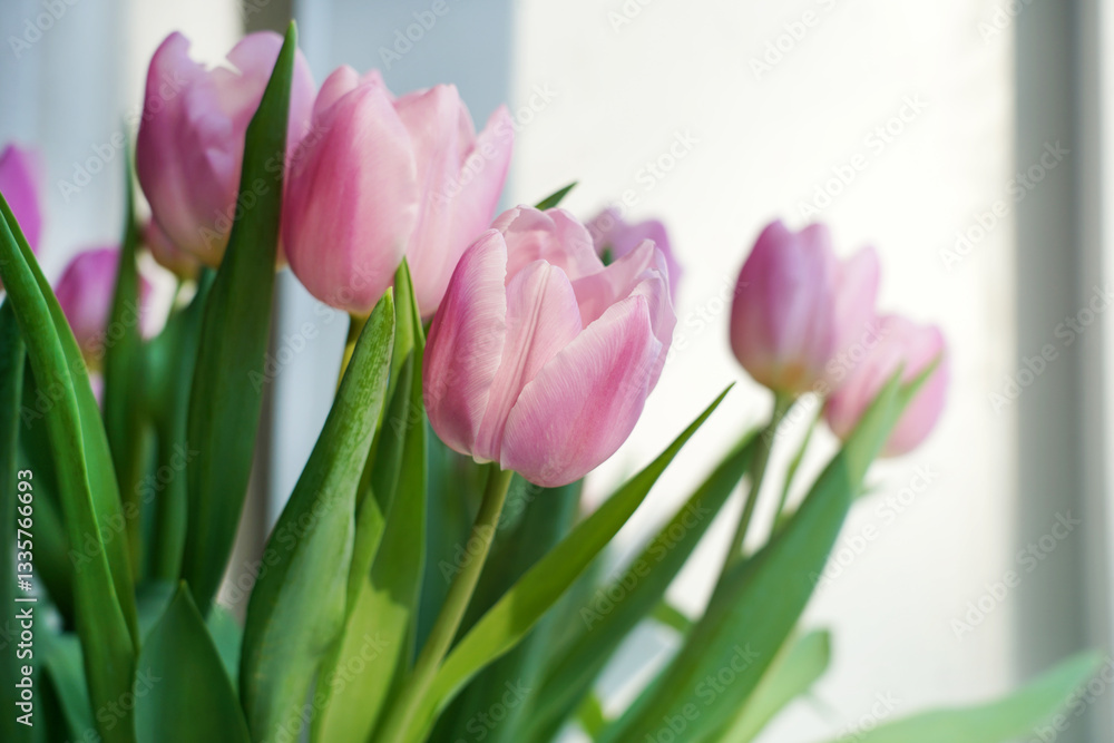 Fototapeta premium Lilac tulips, happy mother's day, holiday and birthday gift. Spring concept