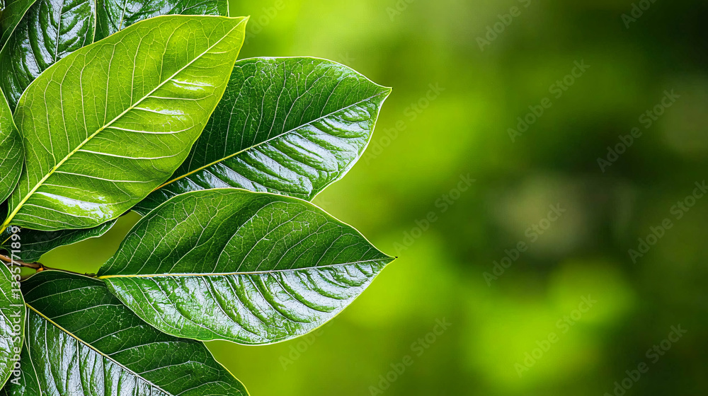 Obraz premium Lush Green Leaves Branch Vibrant Foliage Beauty Nature Growth Detailed Pattern Backdrop Fresh