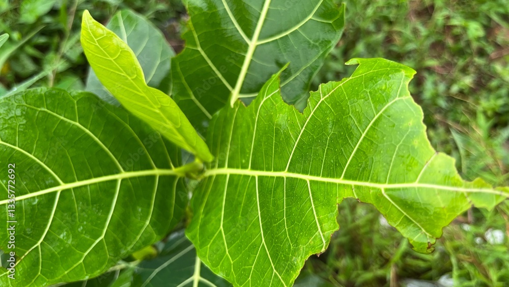 green leaf of green leaves green leaf of green leaves
