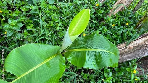 Daun pisang 