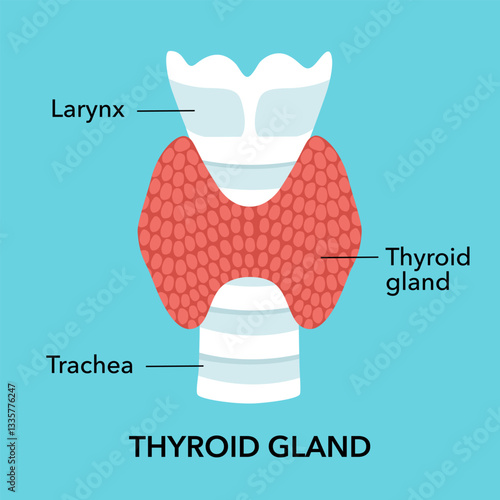 Thyroid gland with trachea medical diagram in flat design vector.
