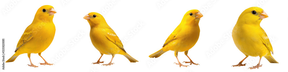 A group of four yellow canary birds with vibrant feathers perched on a plain white background showcasing their beautiful and elegant appearance A group of four yellow canary birds with vibrant feathers perched on a plain white background showcasing their beautiful and elegant appearance