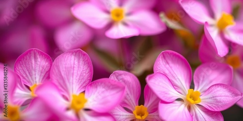 Intricate pink viola petals, delicate texture, soft focus, nature, beauty