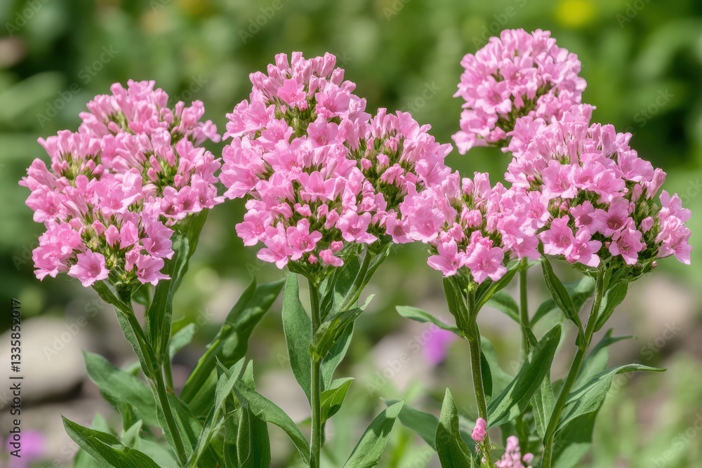 Lovely pink valerian flowers in bloom. Perfect for designs needing a vibrant, natural touch. Lovely pink valerian flowers in bloom. Perfect for designs needing a vibrant, natural touch.