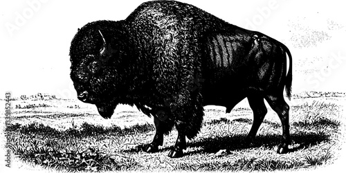 American bison, detailed engraving, vintage illustration, prairie landscape, fluffy clouds, grazing buffalo, majestic wildlife, sepia tones, textured fur, expansive plains, 19th century art style,