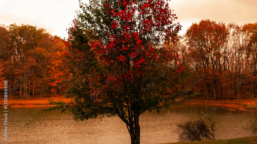 Naklejka premium sunset in the park