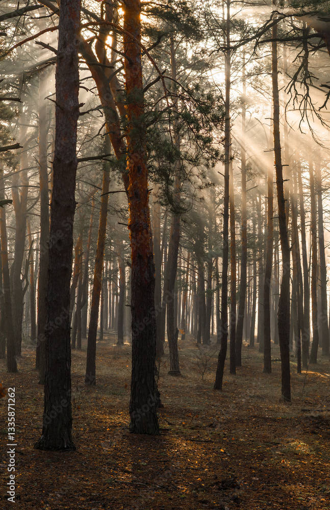 Obraz premium Sunbeams breaking through tree branches. A pleasant walk in the forest on a sunny morning.