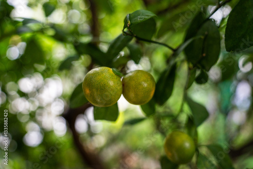 Принти на полотні calamondin (orange)