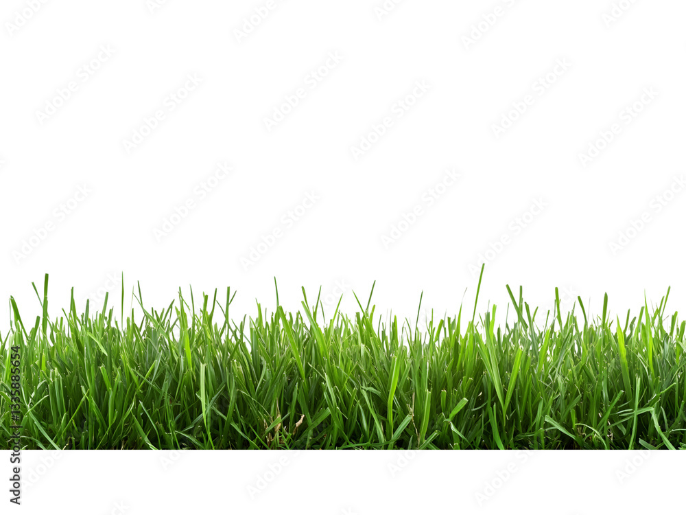 The image displays a close-up shot of lush green grass isolated on a black background. The image displays a close-up shot of lush green grass isolated on a black background.