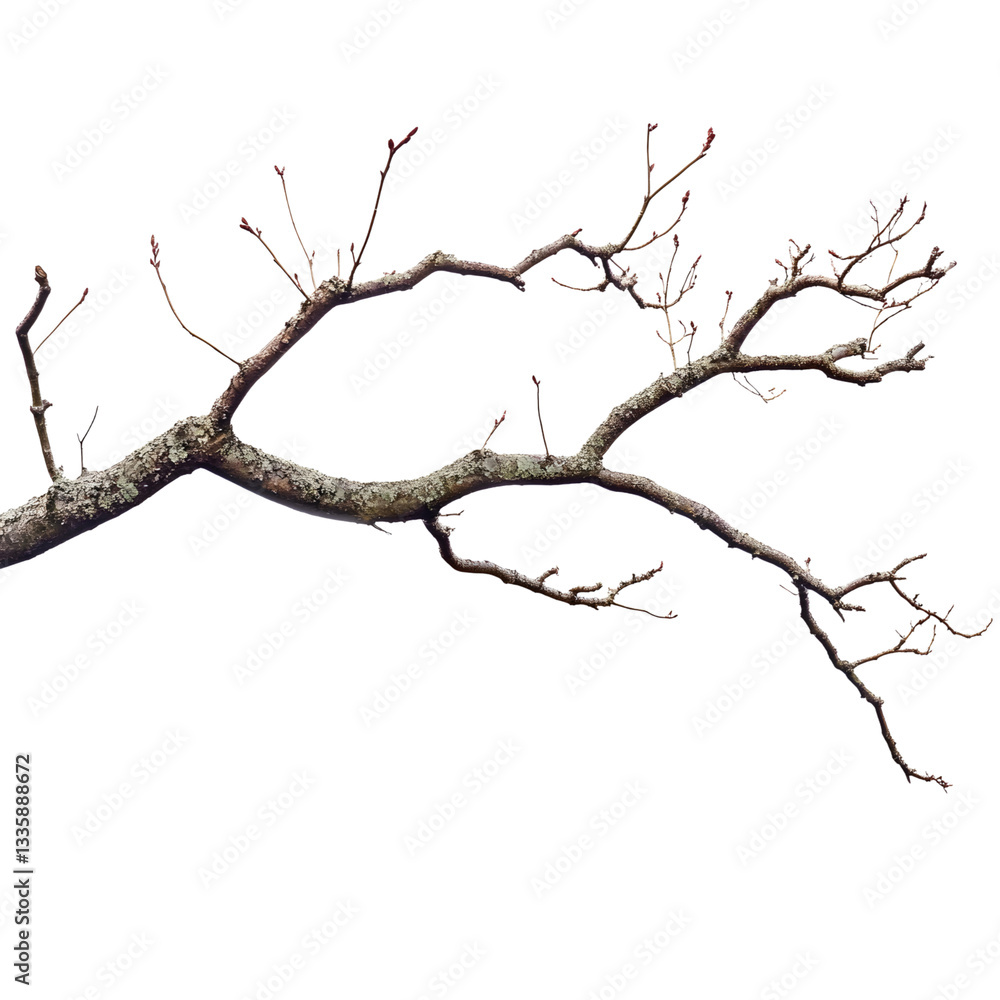 This image features a close-up view of a tree branch in a natural setting, with unique textures. This image features a close-up view of a tree branch in a natural setting, with unique textures.