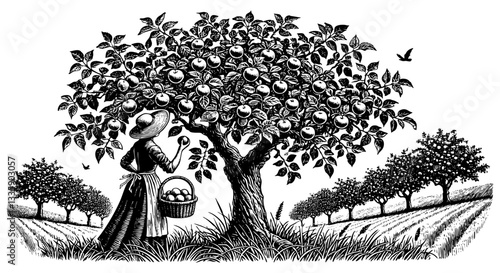 Woman harvesting apple in garden  sketch engraving black and white outline. Scratch board imitation.  illustrated in vintage line art style on a white background.
