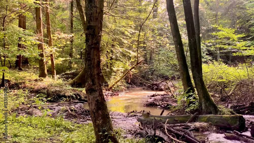 View of a lush, dense forest showcasing a river gracefully winding through the vibrant greenery View of a lush, dense forest showcasing a river gracefully winding through the vibrant greenery