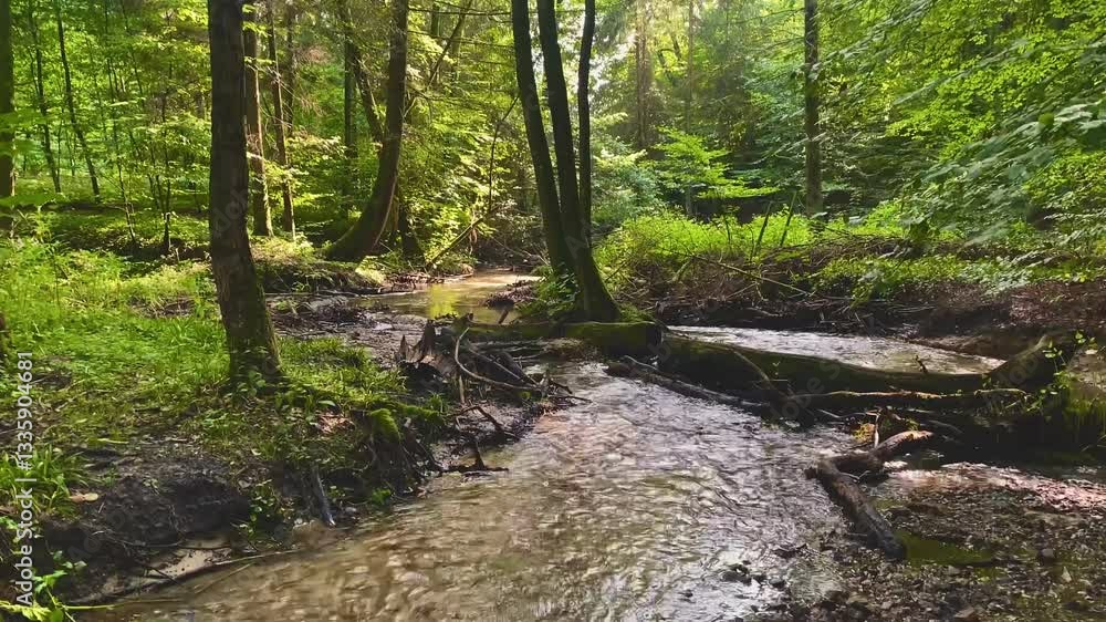 View of a dense flourishing forest with a river gently weaving through the lush greenery View of a dense flourishing forest with a river gently weaving through the lush greenery