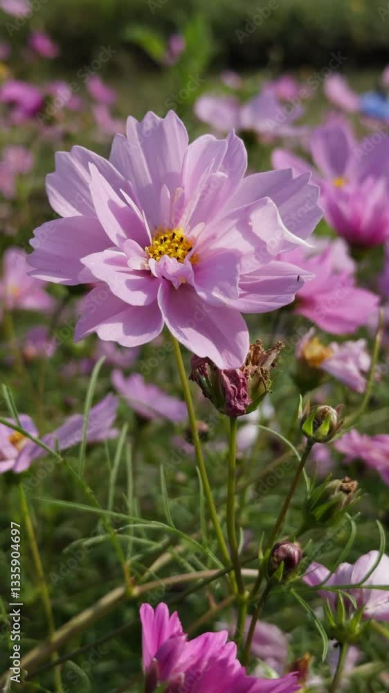 Vertical view of a blooming pink Garden Cosmos flower standing gracefully in a flower field Vertical view of a blooming pink Garden Cosmos flower standing gracefully in a flower field