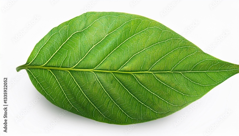 Obraz premium foliage green leaf isolated