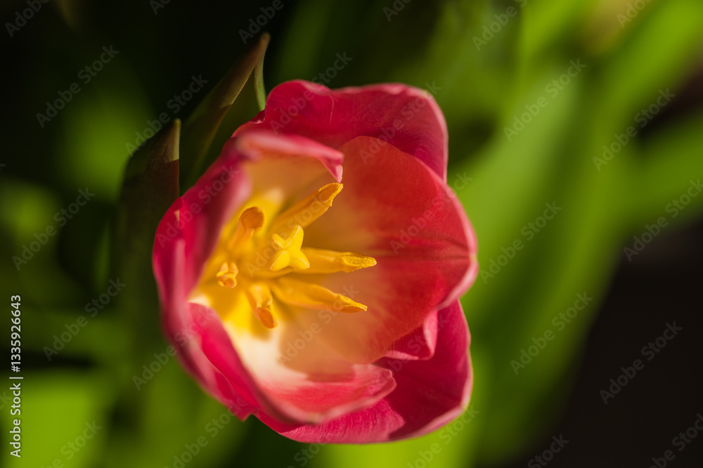 Fototapeta premium spring tulips in the garden for easter