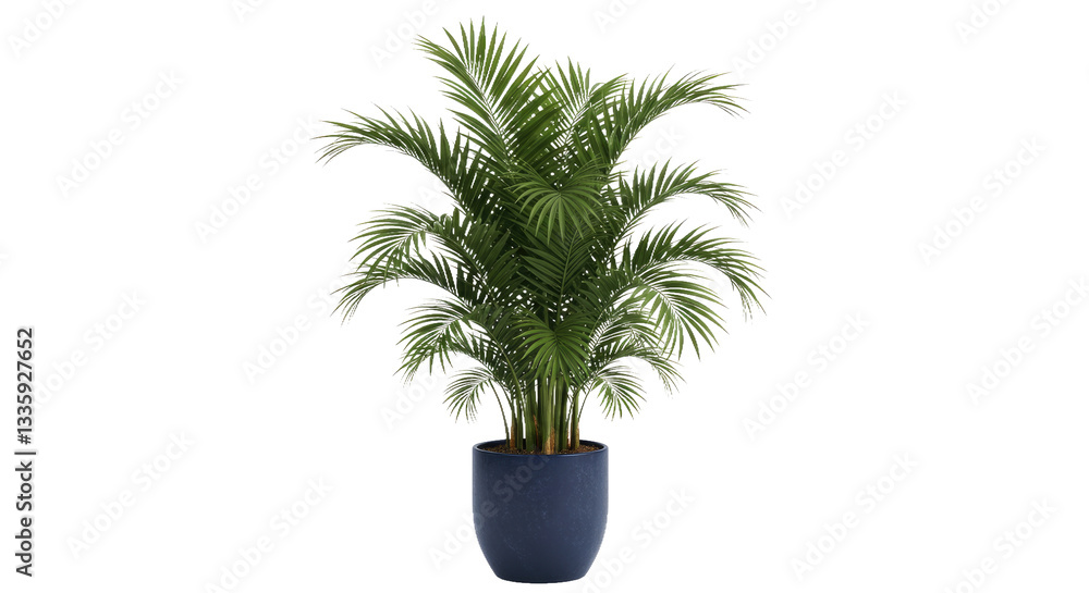 Obraz premium A Tall Parlor Palm with Feathery Fronds in a Navy-Blue Pot