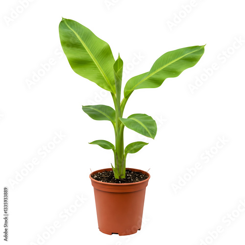 potted baby banana tree, isolated on a white backdrop with a clipping path.  