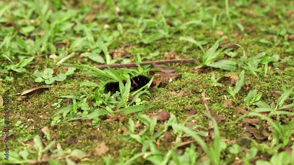 Black caterpillar with a fuzzy, bristly body and a bright orange head moves across a green meadow Black caterpillar with a fuzzy, bristly body and a bright orange head moves across a green meadow