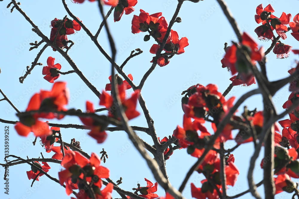 Bombax ceiba tree flower. Its common names cotton tree, Malabar silk cotton tree, red silk cotton, red cotton tree, silk cotton tree and kapok.
Bombax ceiba tree flower. Its common names cotton tree, Malabar silk cotton tree, red silk cotton, red cotton tree, silk cotton tree and kapok.