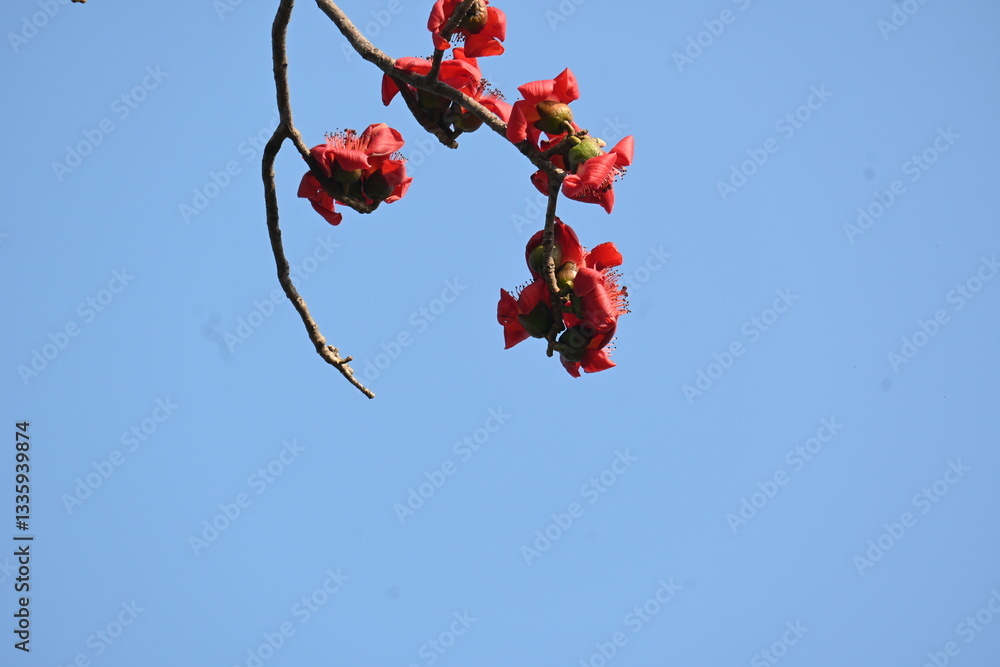 Bombax ceiba tree flower. Its common names cotton tree, Malabar silk cotton tree, red silk cotton, red cotton tree, silk cotton tree and kapok.
Bombax ceiba tree flower. Its common names cotton tree, Malabar silk cotton tree, red silk cotton, red cotton tree, silk cotton tree and kapok.