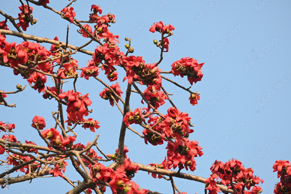 Bombax ceiba tree flower. Its common names cotton tree, Malabar silk cotton tree, red silk cotton, red cotton tree, silk cotton tree and kapok.
Bombax ceiba tree flower. Its common names cotton tree, Malabar silk cotton tree, red silk cotton, red cotton tree, silk cotton tree and kapok.