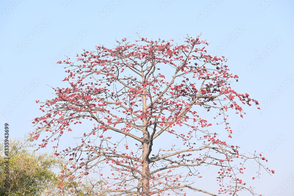 Bombax ceiba tree flower. Its common names cotton tree, Malabar silk cotton tree, red silk cotton, red cotton tree, silk cotton tree and kapok.
Bombax ceiba tree flower. Its common names cotton tree, Malabar silk cotton tree, red silk cotton, red cotton tree, silk cotton tree and kapok.