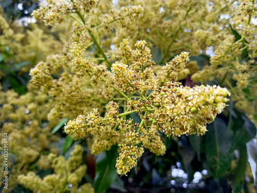 A close up shot of mango tree fruit sprouts and flowers. Mangifera indica commonly known as mango. A shot of fruit bearing tree with small mangoes and its flowers.