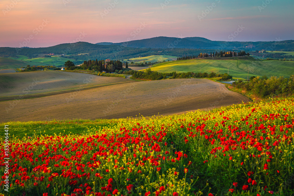 Picturesque plowed lands and blooming colorful flowers, Tuscany, Italy