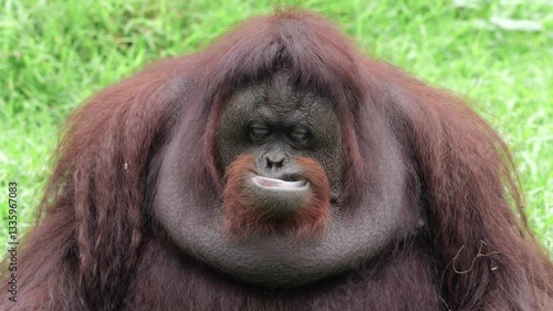 Bornean Urang Utan sitting and showing funny expression outdoor.