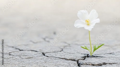 Delicate white flower growing through cracked concrete, symbolizing resilience and beauty in adversity, ideal for nature themes.