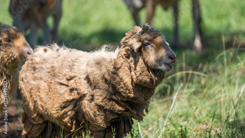 Close-up of a brown sheep with thick wool standing in a grassy field. photo