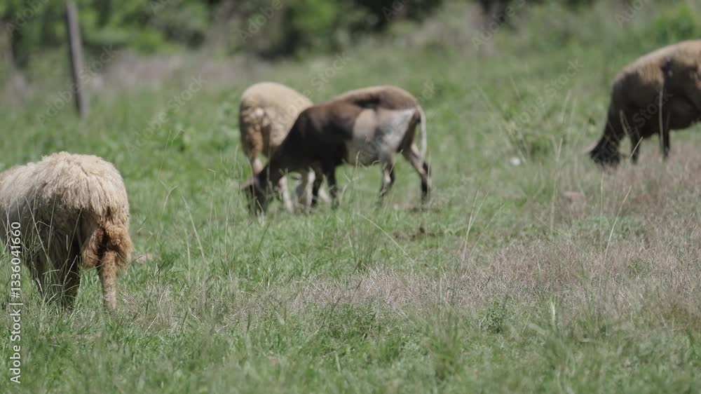 Herd of sheep peacefully grazing in a green pasture. Herd of sheep peacefully grazing in a green pasture.