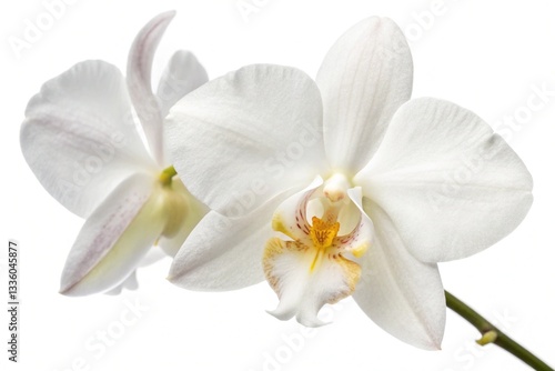 Elegant White Orchid Flower Isolated on Clean White Background - Beautiful Botanical Concept
