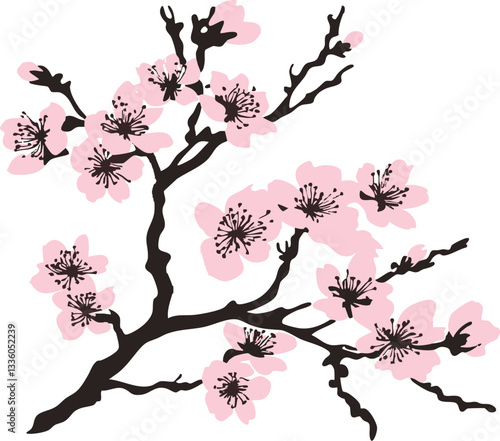 cherry blossom on white. vector