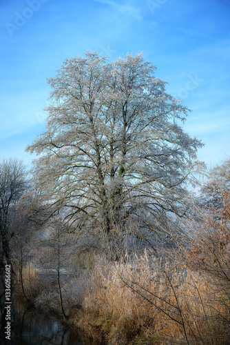 Winter scenic with a lonely frosted tree