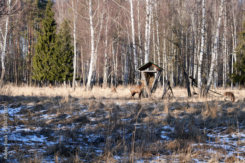 A group of spotted deer at a feeding trough in the early spring morning. The horns of an adult male sparkle in the sun, emphasizing his strength and greatness