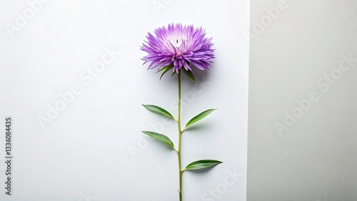 Minimalist Stokesia Floral Flat Lay with Leading Lines and Blank Space for Design Elements photo