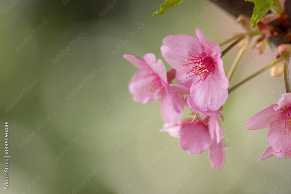 Obraz premium 満開に咲く早咲きの河津桜 