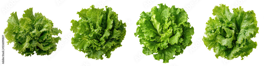 Bunches of crisp vibrant organic green lettuce leaves ready for harvest from a lush sustainable garden Bunches of crisp vibrant organic green lettuce leaves ready for harvest from a lush sustainable garden