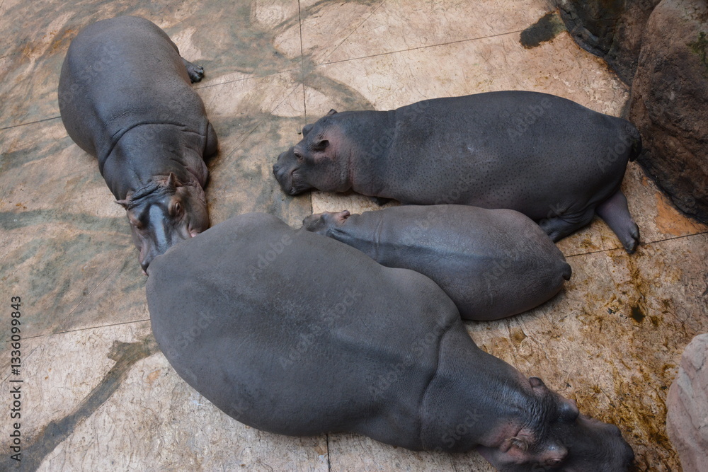 Obraz premium Four hippos resting together on a concrete surface in a zoo, showcasing their large, rounded bodies and social behavior.